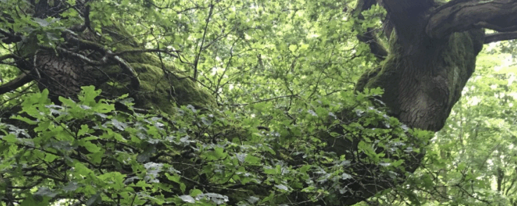 SAVERNAKE